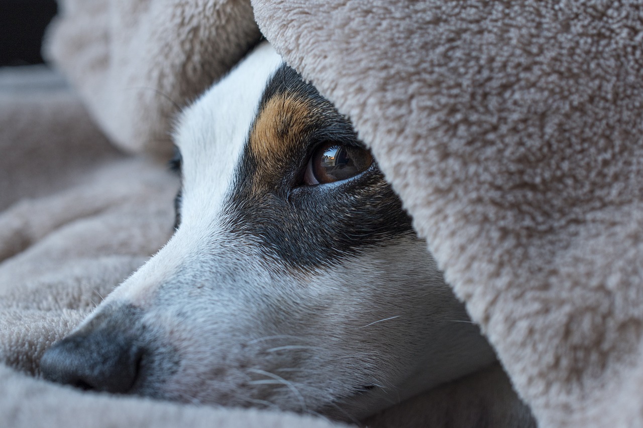 Are Blackout Curtains Really Beneficial for Sleep? Hidden Dangers Revealed