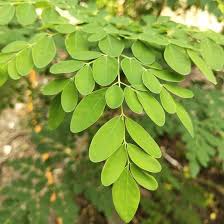 Moringa: The Miracle Tree That Slows Aging and Boosts Health