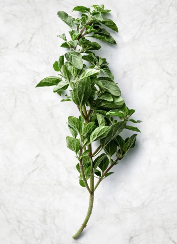 Harness the Powerful Antioxidant Effects of Oregano