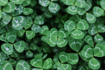 The Secret to Attracting Luck: Combining Skill and Fortune